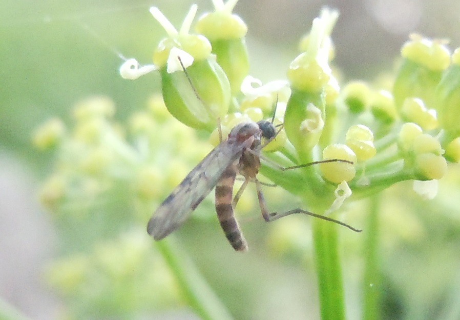 Sylvicola sp. (Anisopodidae)